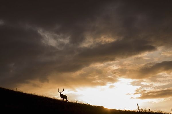 Bull Elk-sunset storm clouds